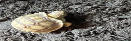 Tortoise reptiles for sale: Sulcata tortoise for sale   in Ellesmere Port - Advert 3