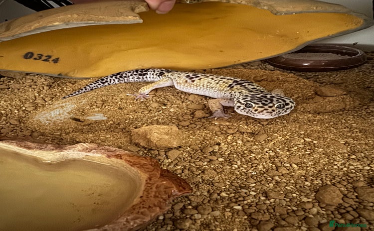 Gecko reptiles - Advert 1