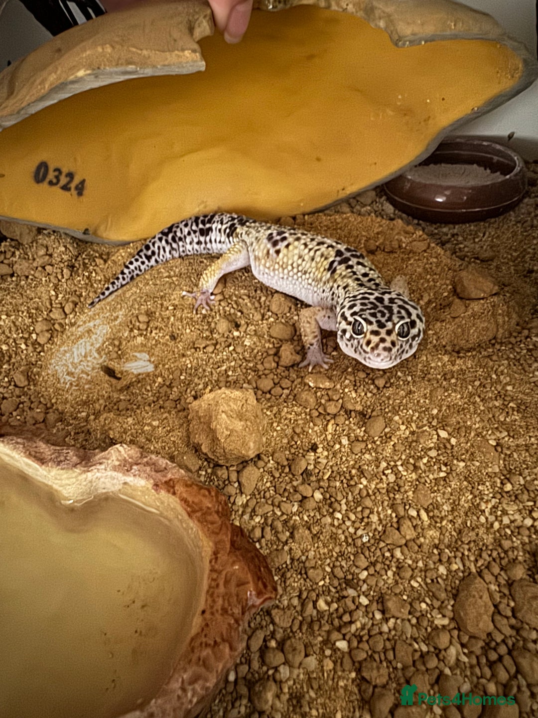 Gecko reptiles for sale: Leopard gecko with full setup - Image 1
