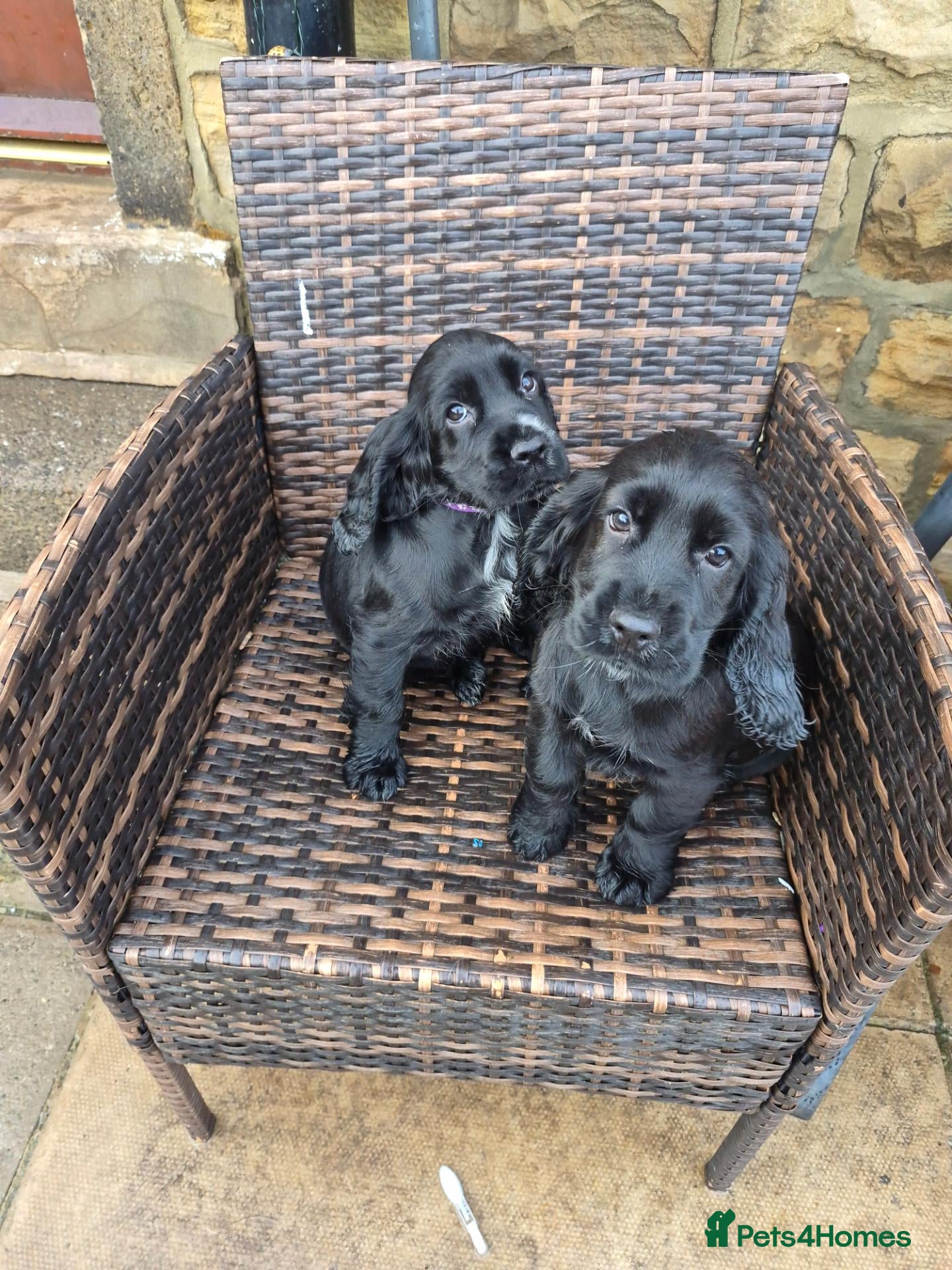 Cocker Spaniel dogs for sale: Cocker spaniel pups - Advert 21