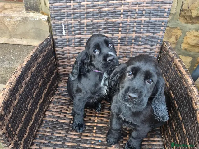 Cocker Spaniel dogs for sale: Cocker spaniel pups - Advert 21