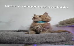 Maine Coon cats for sale: Pure Breed Maine Coon  - Image 8