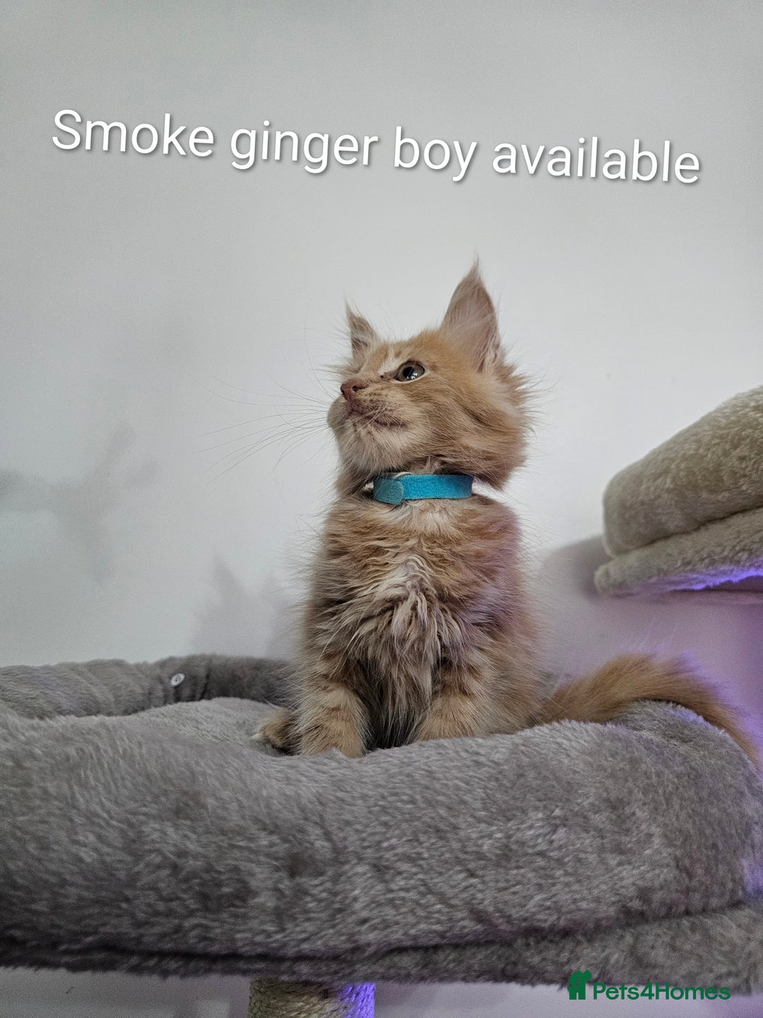 Maine Coon cats for sale: Pure Breed Maine Coon  - Image 8