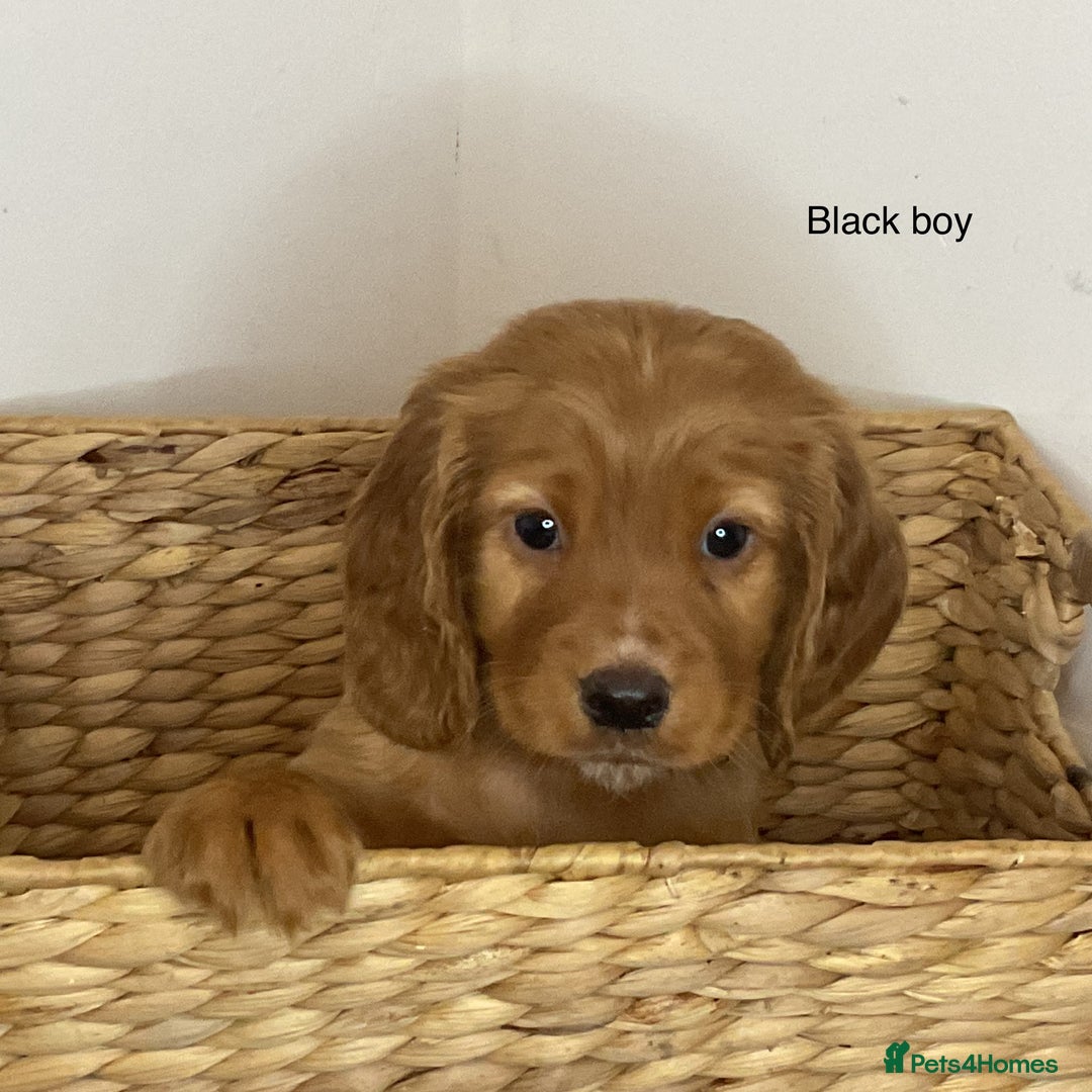 Cocker Spaniel dogs for sale: Hereditary clear working cocker spaniels - Image 11