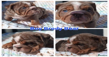 English Bulldog dogs - Advert 5