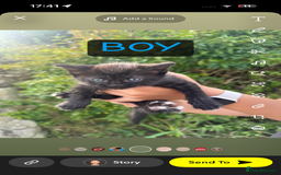 Mixed Breed cats for sale: Kittens mix breed - Image 3