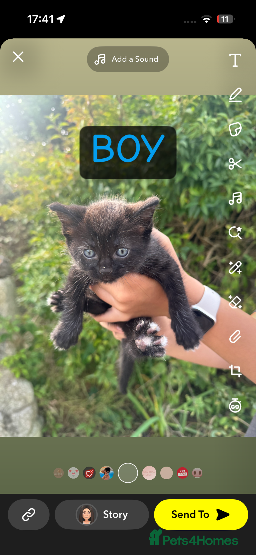 Mixed Breed cats for sale: Kittens mix breed - Image 3