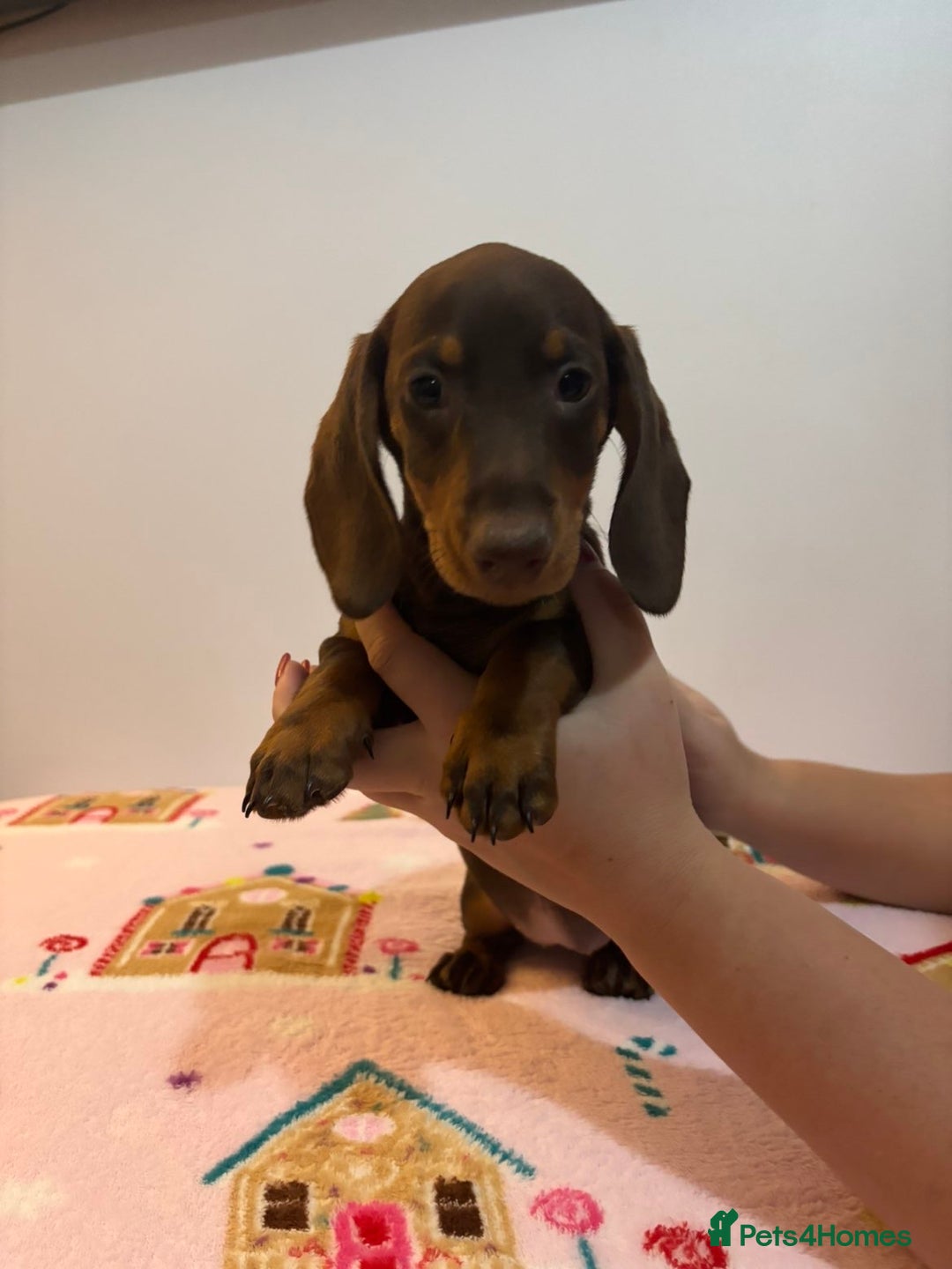 Miniature Dachshund dogs for sale: Last Isabella boy mini dachshund REDUCED  - Advert 6