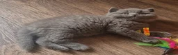British Shorthair cats for sale: Tica reg British SH LH kittens Champion lines - Advert 14