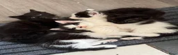 Mixed Breed cats for sale: Fluffy kittens - Advert 4