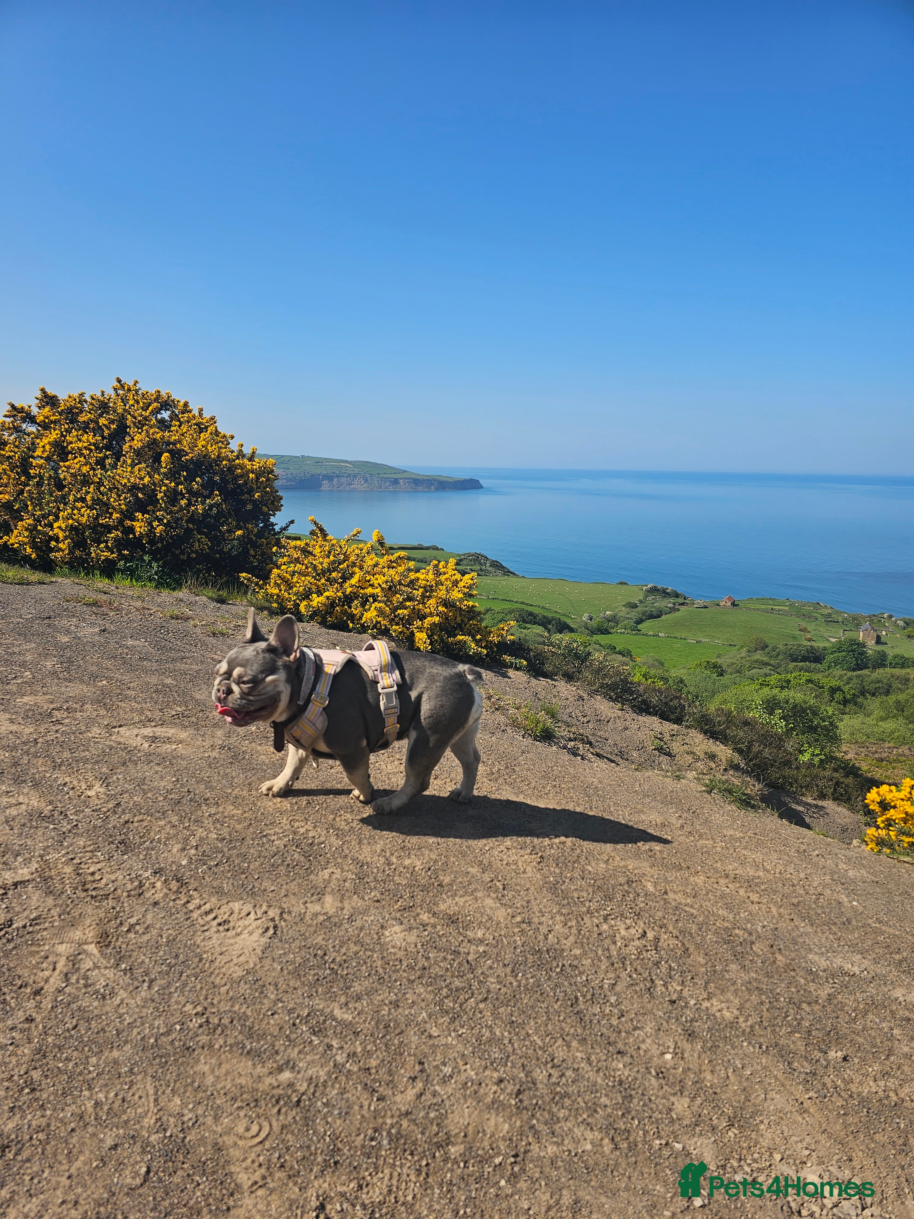 French Bulldog dogs French Bulldog Bitch KC Registered - 2 years old - Advert 1