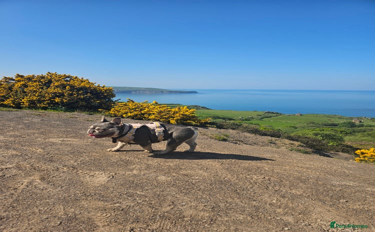 French Bulldog dogs - Advert 5