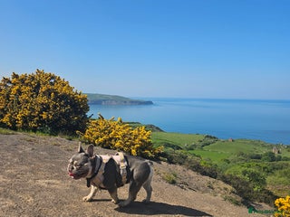 French Bulldog dogs French Bulldog Bitch KC Registered - 2 years old - Advert 2