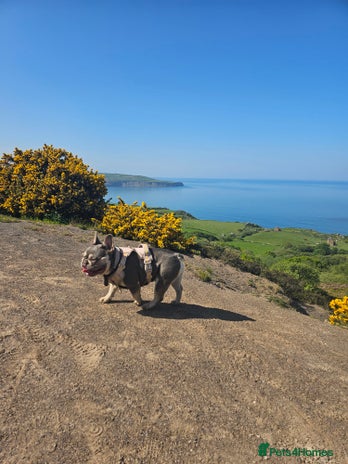 French Bulldog dogs French Bulldog Bitch KC Registered - 2 years old - Advert 1