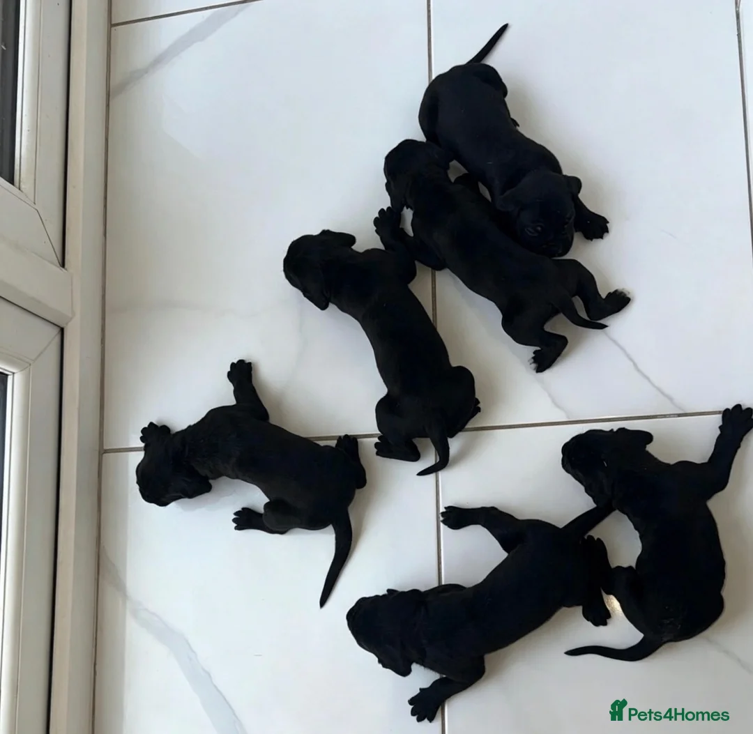 Cane Corso dogs for sale: Cane corso puppies  in Burton-on-Trent - Advert 8