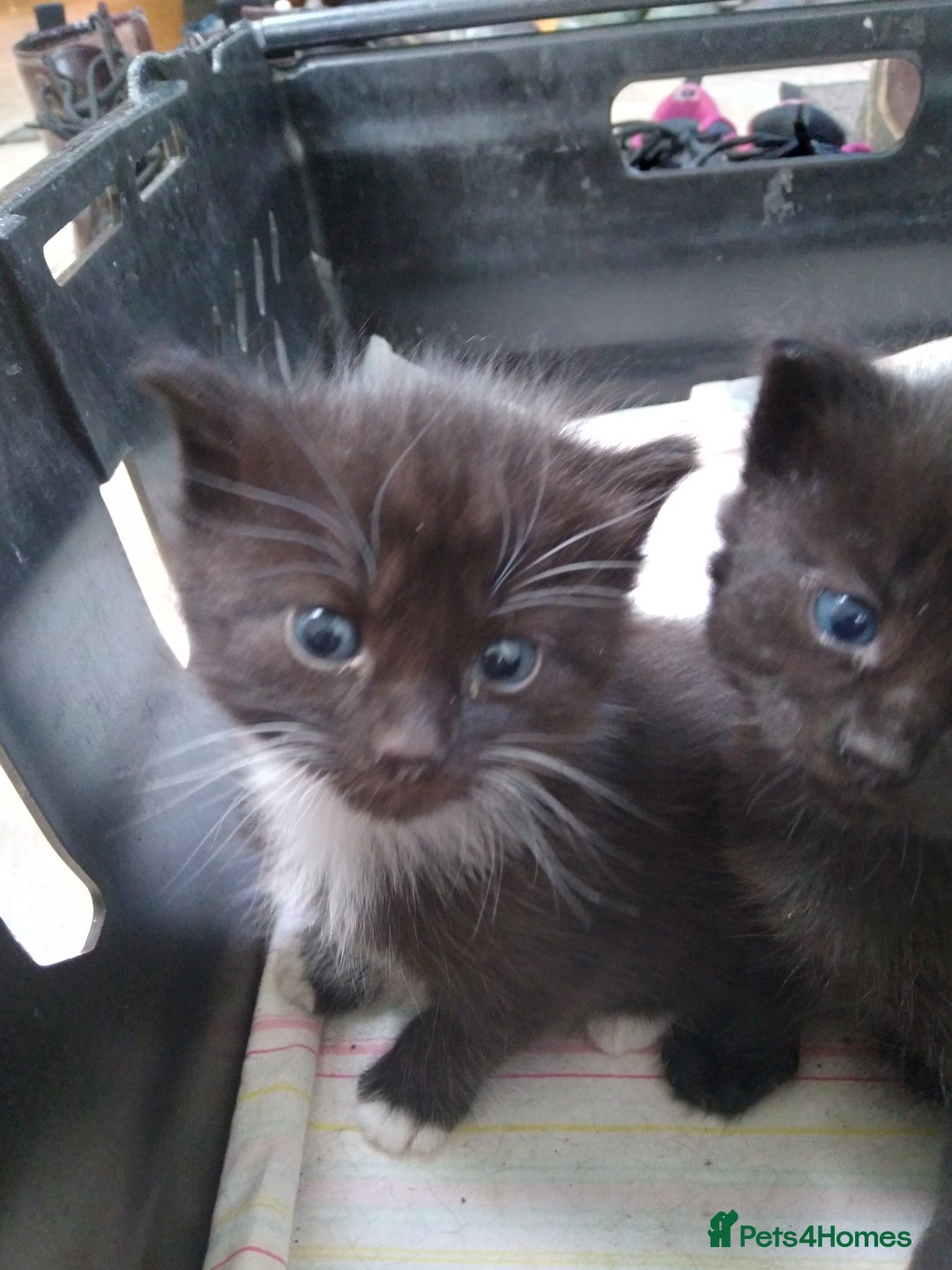 Mixed Breed cats for sale: Friendly kittens, well handled  - Image 8