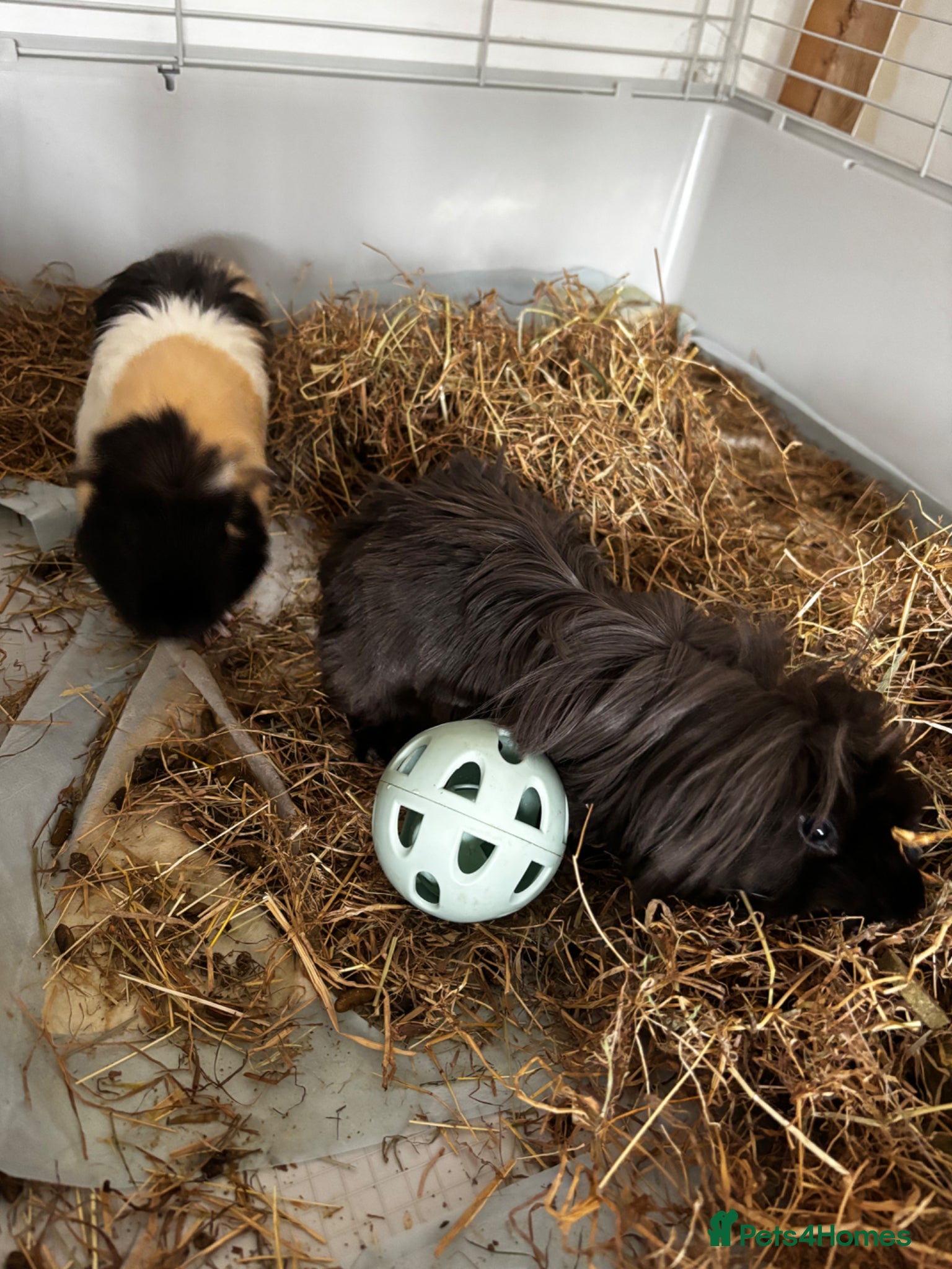 Guinea Pig rodents 2 male guinea pigs and setup - Advert 1