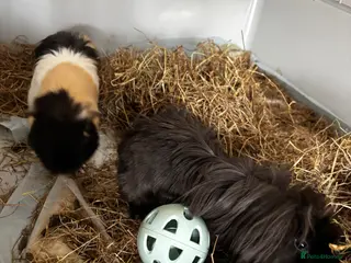 Guinea Pig rodents 2 male guinea pigs and setup - Advert 4