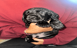 Cocker Spaniel dogs for sale: Working Cocker Spaniel Puppies - Image 4