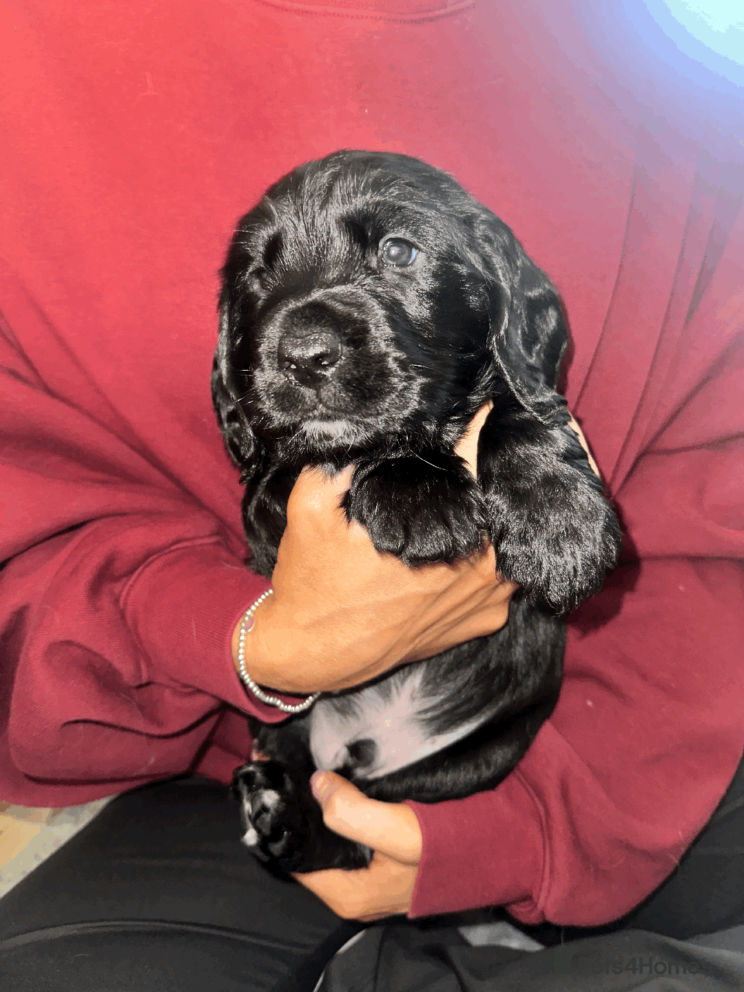 Cocker Spaniel dogs for sale: Working Cocker Spaniel Puppies - Image 4