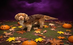 Cocker Spaniel dogs for stud: A sable kc reg show type cocker spaniel stud in Market Drayton - Image 1