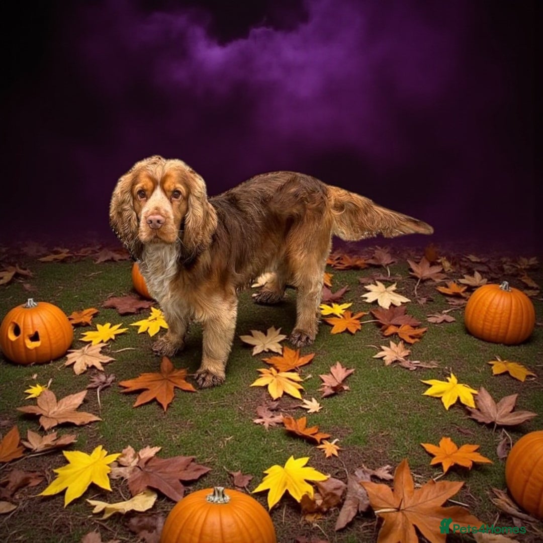 Cocker Spaniel dogs for stud: A sable kc reg show type cocker spaniel stud in Market Drayton - Image 1