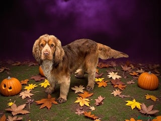 Cocker Spaniel dogs in Market Drayton - Advert 13