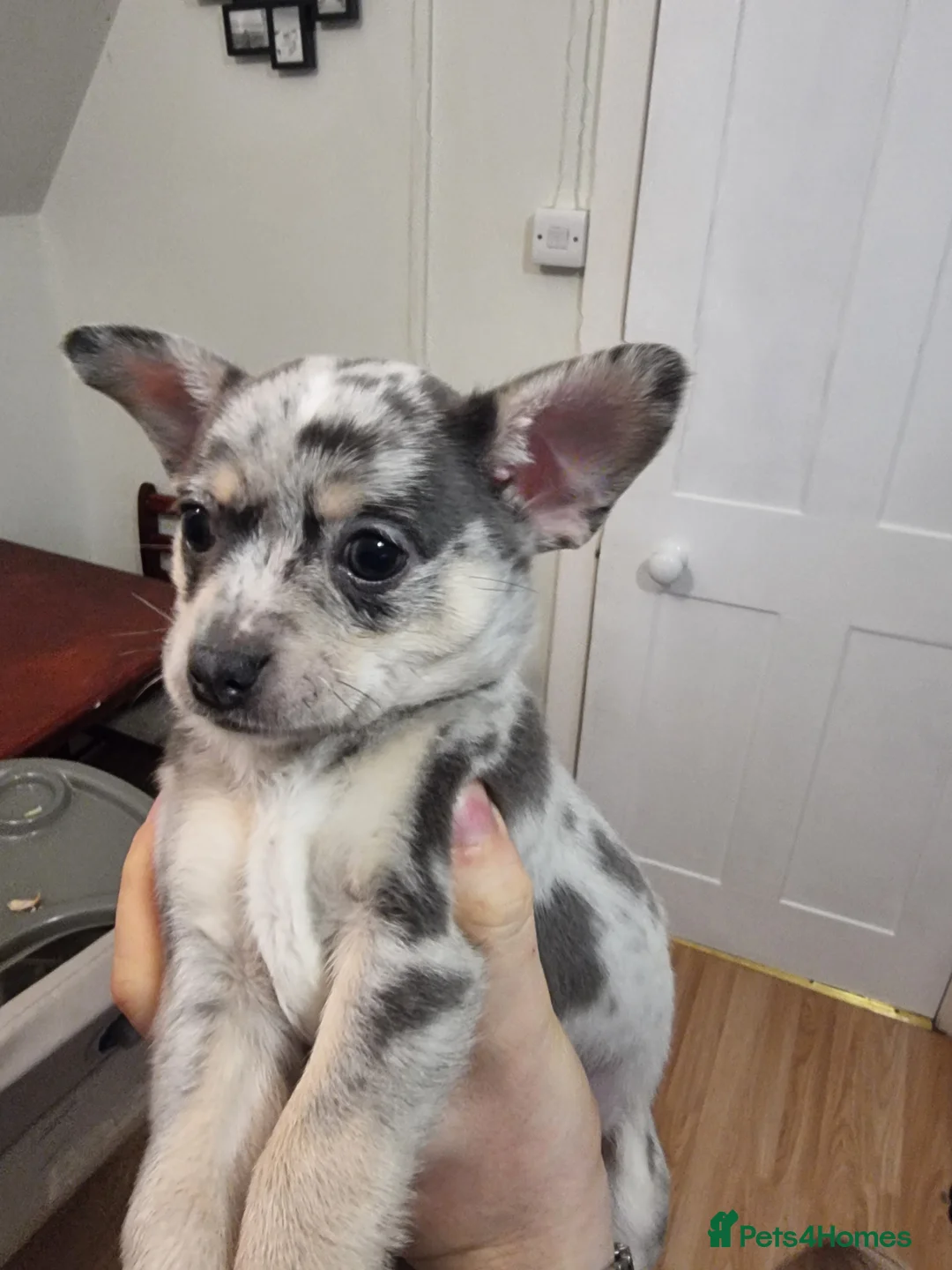 Chihuahua dogs for sale: Merle chihuahua 2 x boy puppy puppies  - Advert 3