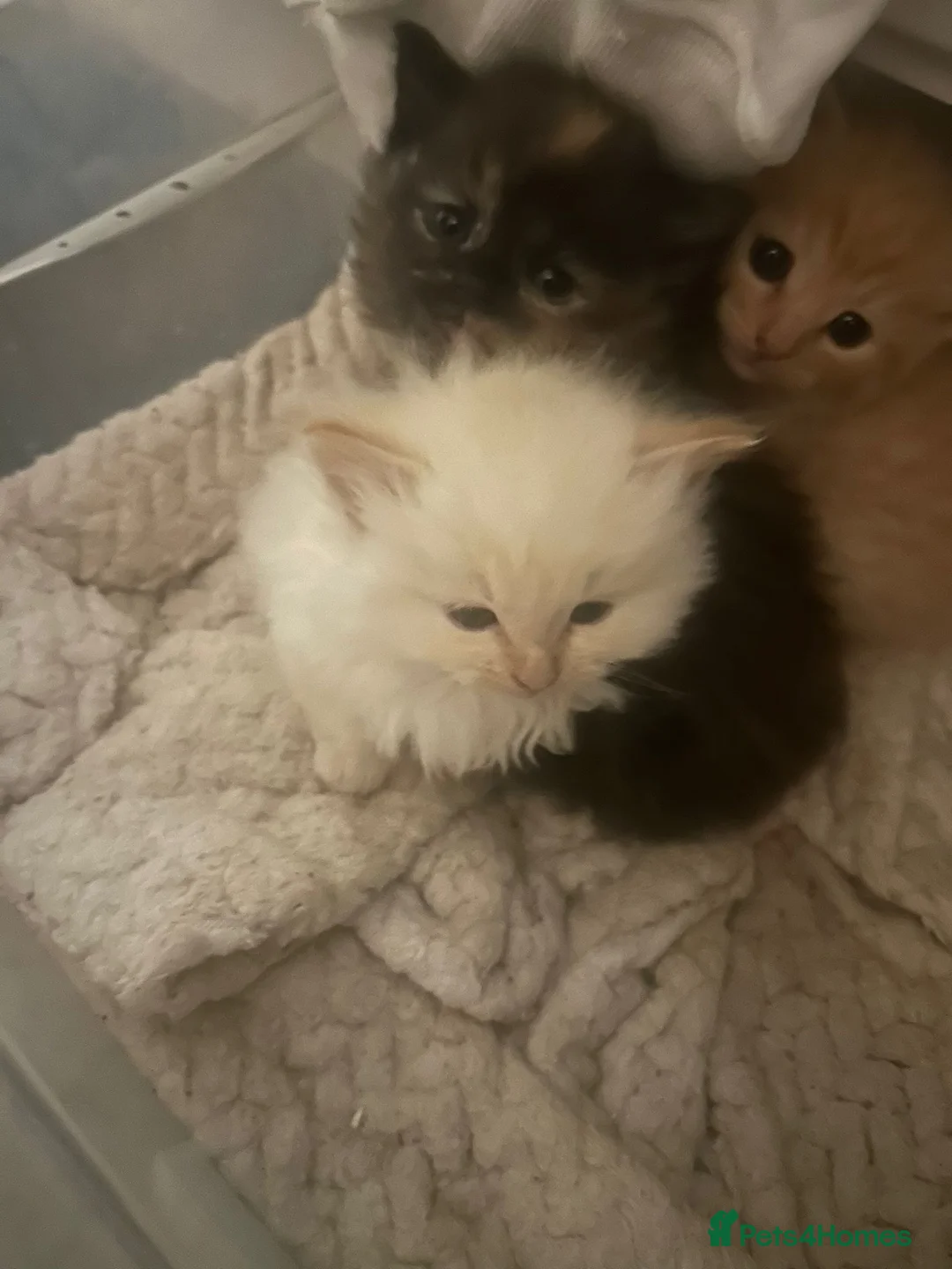 Mixed Breed cats for sale: Kittens for sale  - Advert 14