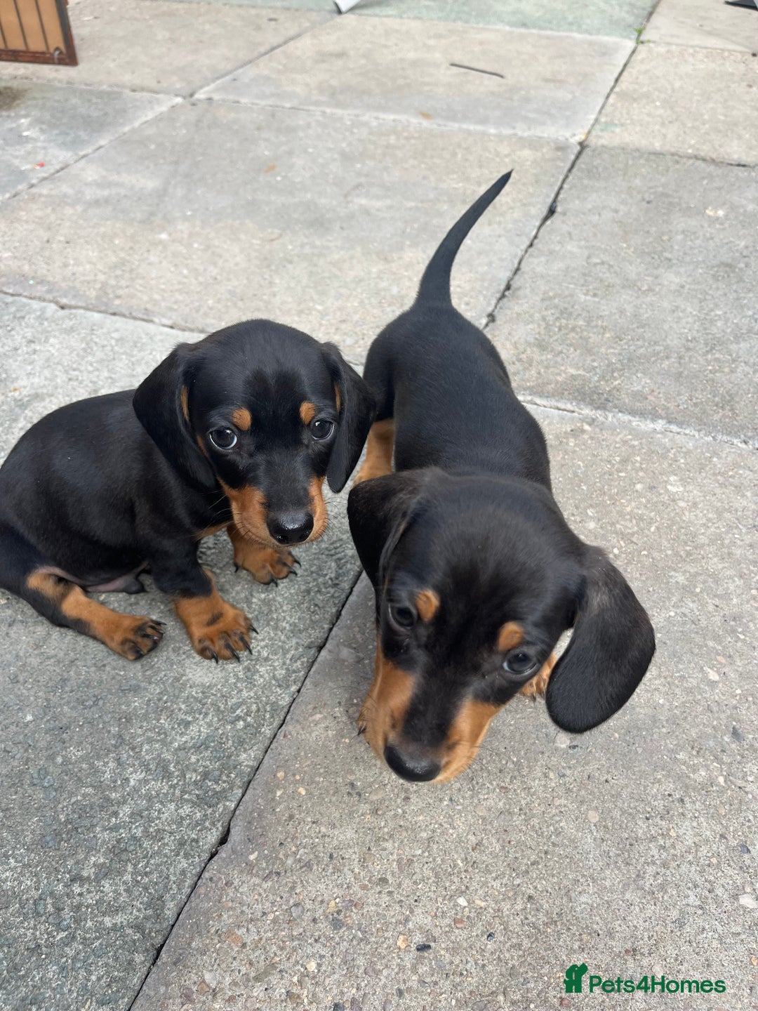 Miniature Dachshund dogs for sale: Smooth hair miniature dachshunds  - Image 7