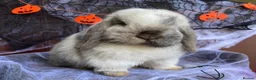 Mini Lop rabbits for sale: Mini Lop Rabbits for sale  - Advert 16