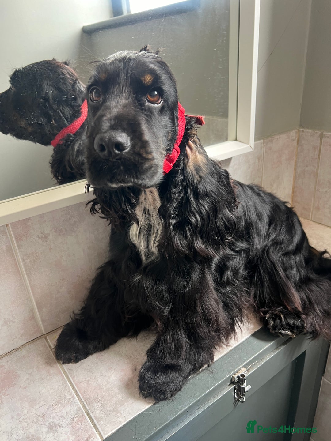 Cocker Spaniel dogs for sale: Beautiful Child friendly,calm show cocker spaniel  - Image 6