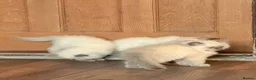 Ragdoll cats for sale: Seal point/seal point mitted and mitted blue point - Advert 12