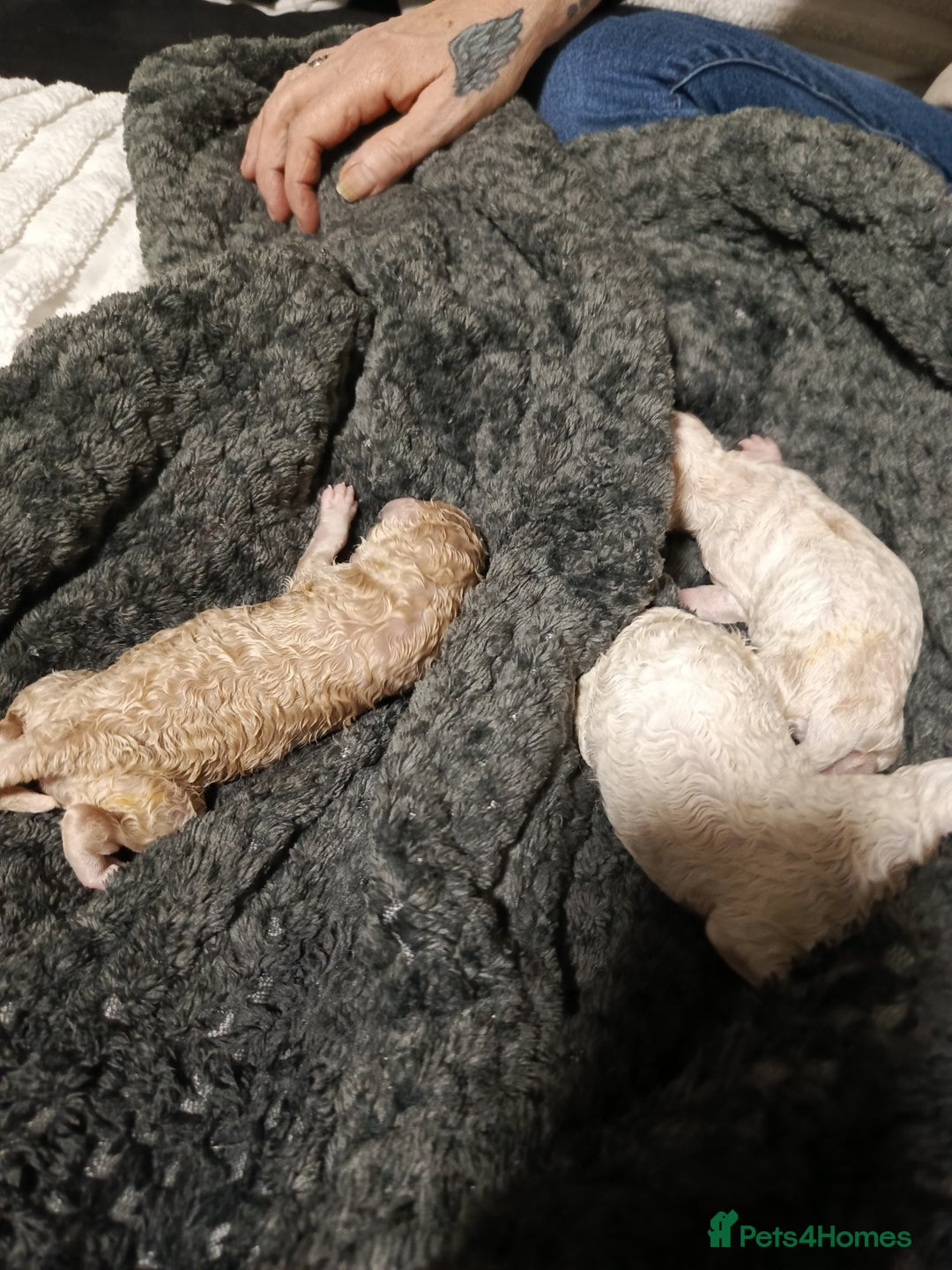 Poochon dogs for sale: Poochon puppies  - Advert 5