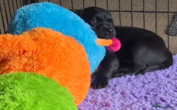 Labrador Retriever dogs for sale: Black Labrador Puppies  - Image 7