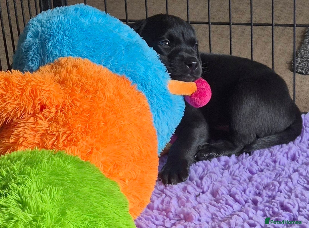 Labrador Retriever dogs for sale: Black Labrador Puppies  - Image 7