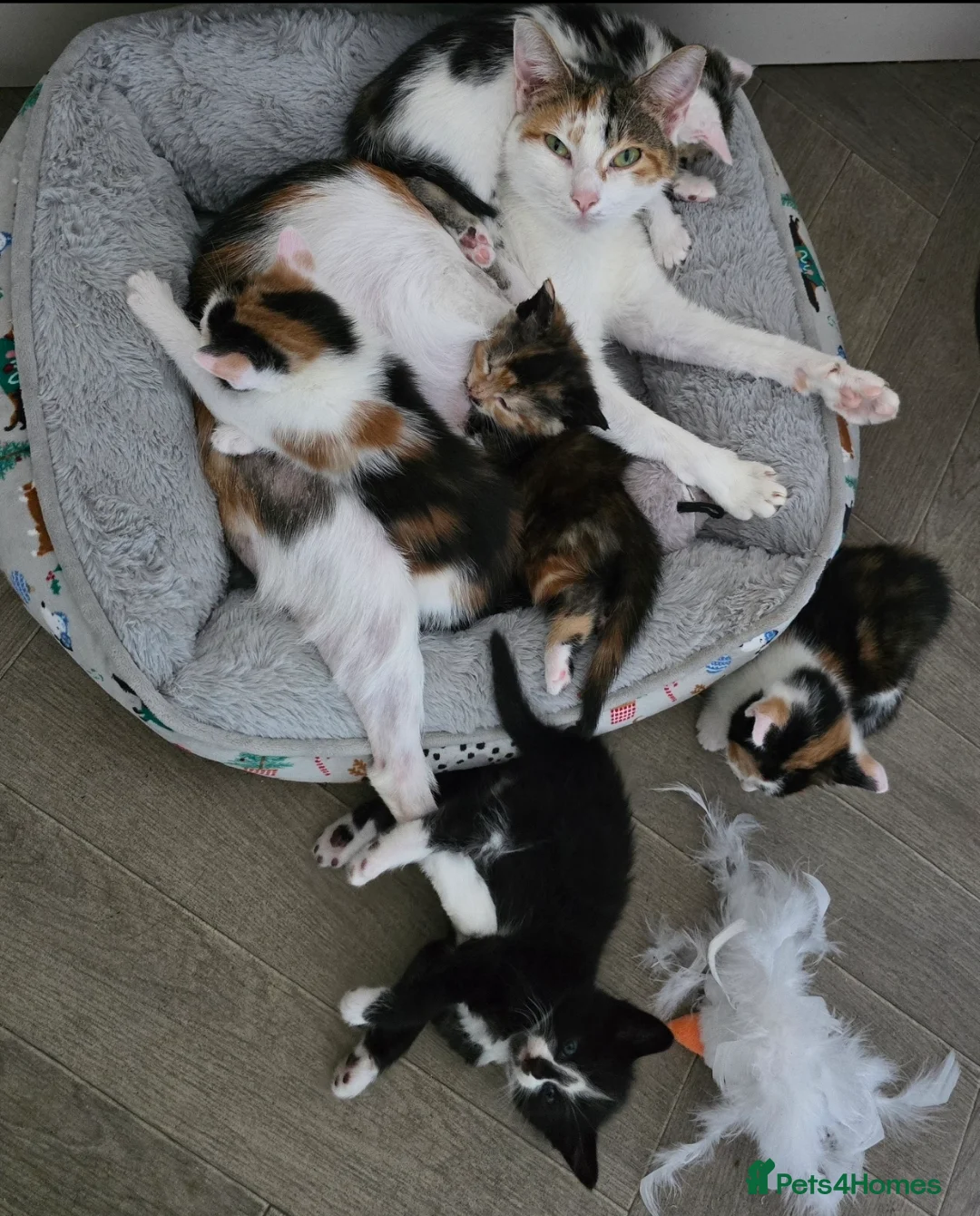 Mixed Breed cats for sale: Beautiful tabby kittens - Advert 1