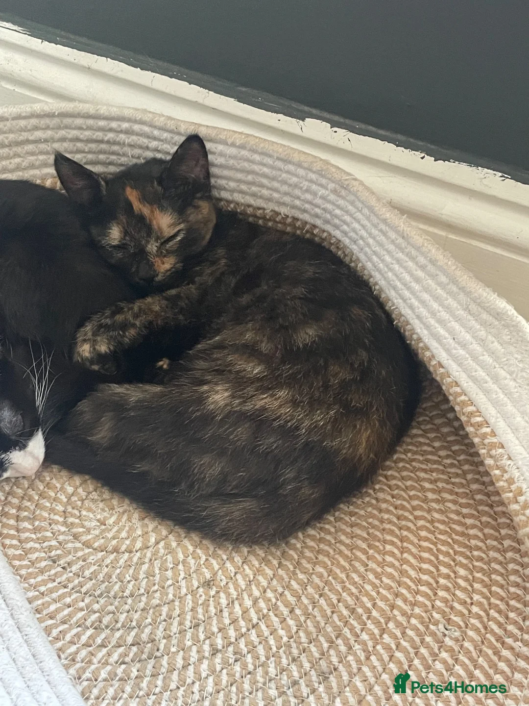Turkish Van cats for sale: Cinnamon and Honey in Westcliff-on-Sea - Advert 1
