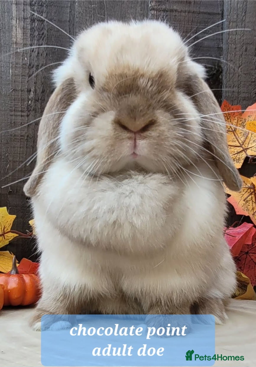 Mini Lop rabbits Available Beautiful pure bred mini lops - Advert 2