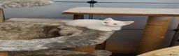 Mixed Breed cats for sale: British shorthair mixed kittens.  - Advert 26