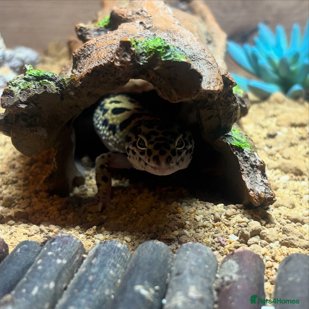 Leopard Gecko reptiles for sale: Leopard Gecko - 10 Months - With Viv - Advert 6