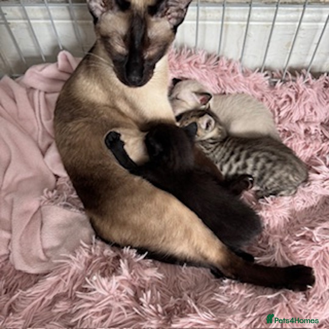 Oriental cats for sale: One Oriental Boy Left Looking for his forever home - Image 2