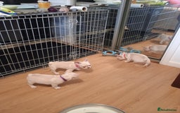 French Bulldog dogs for sale: Quality chunky French bulldog fluffy carriers  - Image 11