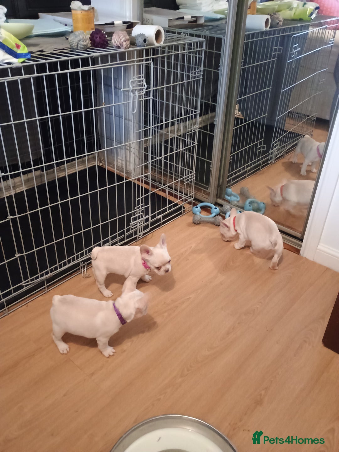 French Bulldog dogs for sale: Quality chunky French bulldog fluffy carriers  - Image 11