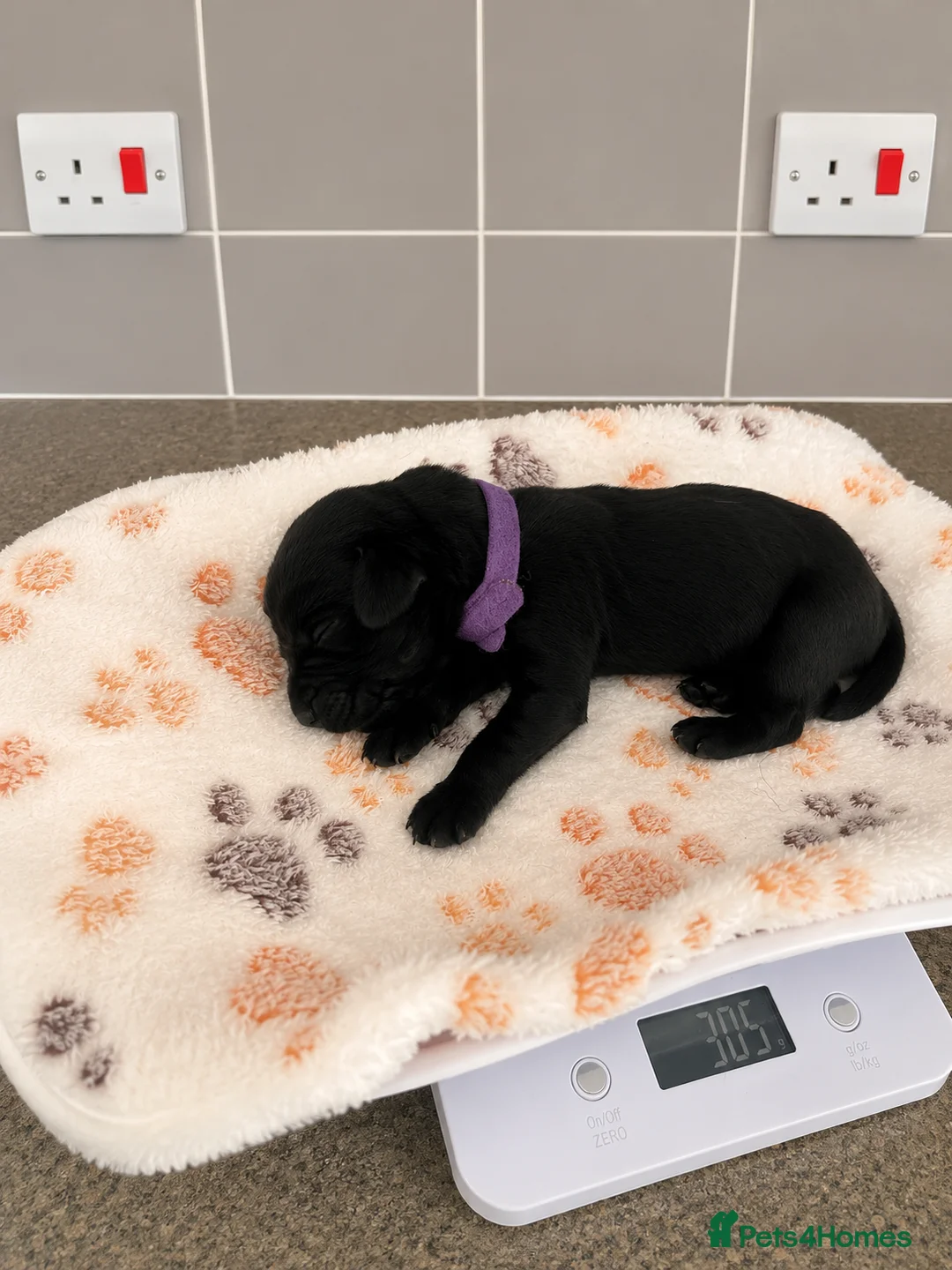 Labrador Retriever dogs for sale: Dual purpose labradors, KC reg, Mixed colours - Advert 2