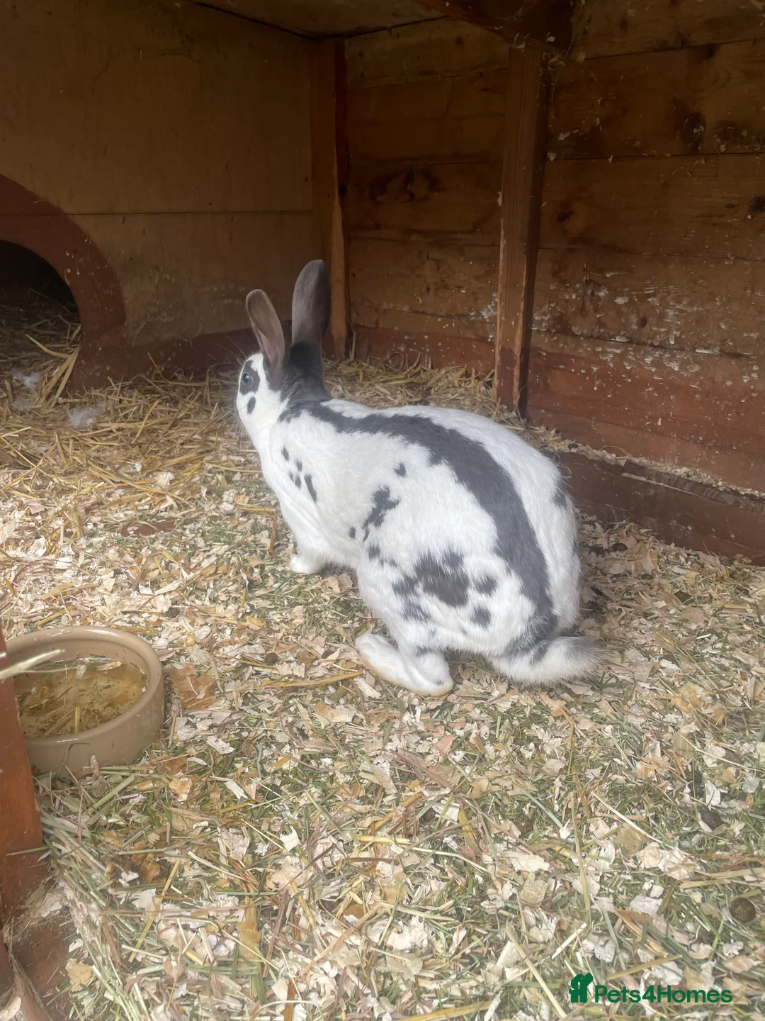 Mixed Breed rabbits for sale: old English doe 1 year old  - Advert 3