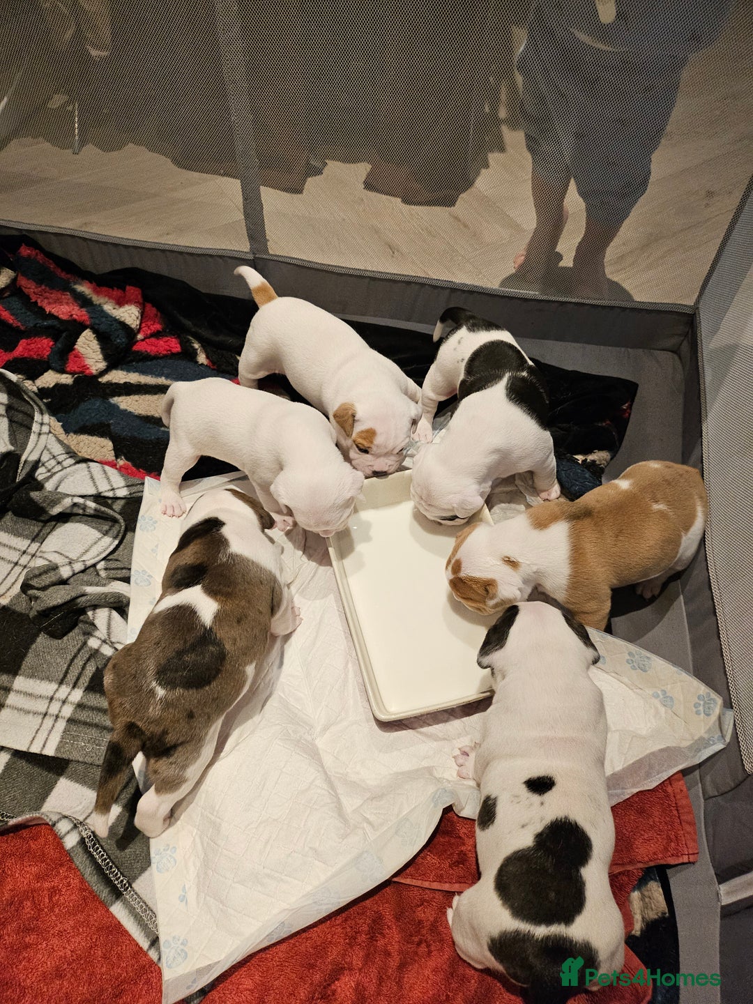 Mixed Breed dogs for sale: English Bulldog Staff Mix (Old Tyme Bulldog) - Advert 5