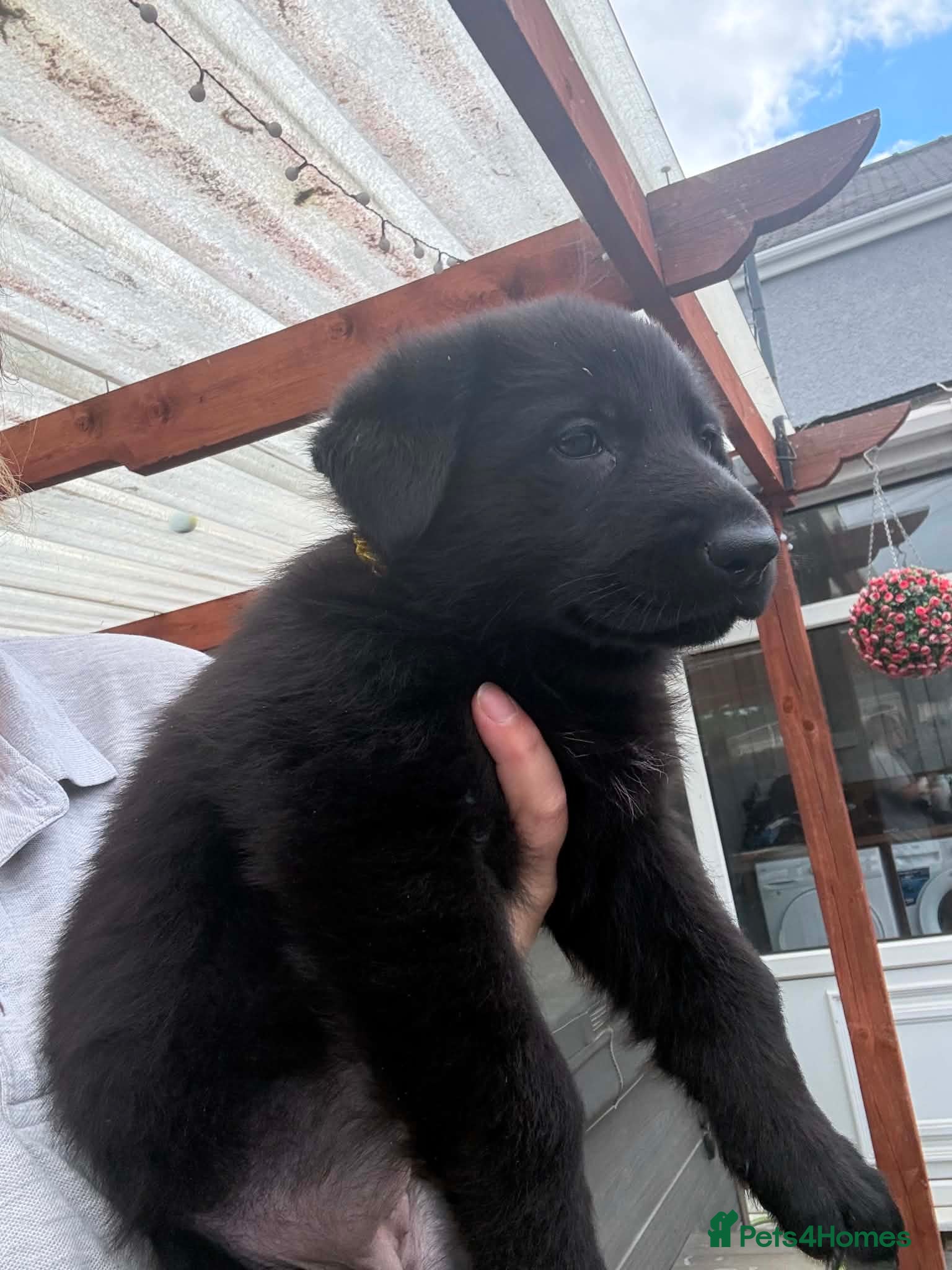 German Shepherd dogs German Shepard Pups - Ready to leave now! - Advert 2
