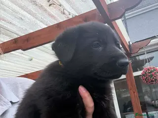 German Shepherd dogs German Shepard Pups - Ready to leave now! - Advert 6