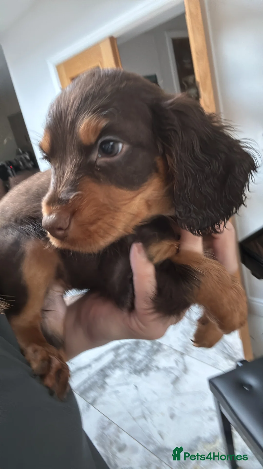 Cocker Spaniel dogs for sale: Working cocker Female Puppy  - Advert 11
